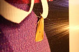 Description de l'image Scirpophaga incertulas.jpg.