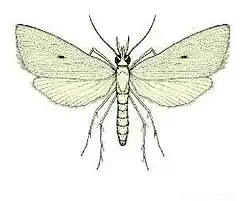 Scirpophaga innotata