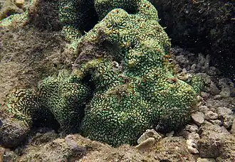 Un corail non identifié.