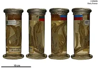 Sclerasterias mazophora