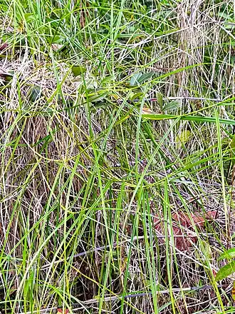 Description de cette image, également commentée ci-après
