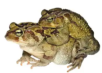 Description de l'image Sclerophrys pardalis 222989280.jpg.