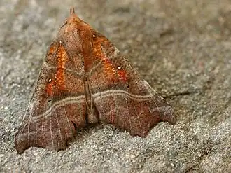 Scoliopteryx libatrix(Scoliopteryginae, Scoliopterygini)