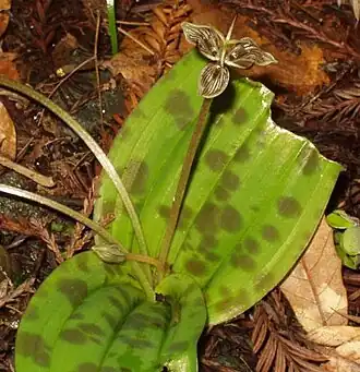 Description de l'image Scoliopus (420257092).jpg.