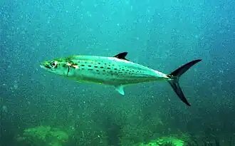 Scomberomorus maculatus