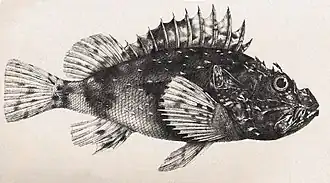 Description de l'image Scorpaena_thomsonii_(no_common_name).jpg.