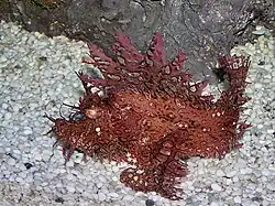 Poisson-scorpion feuillu, aquarium Sea Life Bangkok Ocean World, Bangkok, Thaïlande