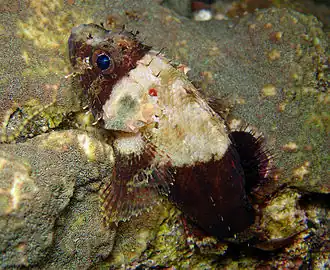 Description de cette image, également commentée ci-après