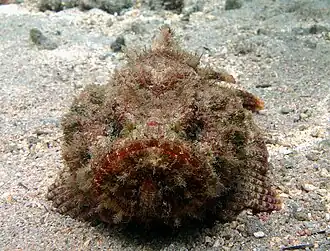 Scorpaenopsis diabolus