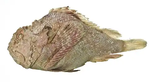 Scorpaenopsis obtusa