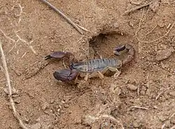 Scorpio mogadorensis