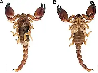 Scorpio occidentalis