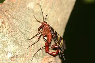Description de cette image, également commentée ci-après
