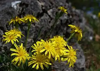 Scorsonère d'Autriche (Scorzonera austriaca)