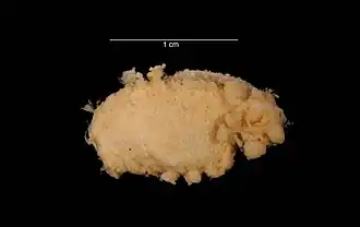 Ellipinion angelicus.