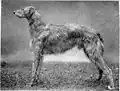 Scottish deerhound.