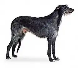Image illustrative de l’article Deerhound
