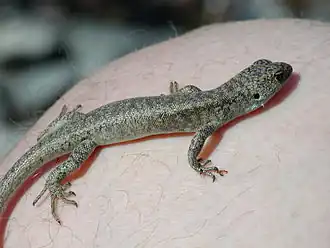 Description de l'image ScreeSkink.JPG.