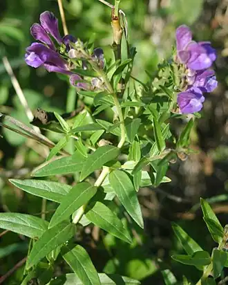 Description de l'image Scutellaria baicalensis flowers.jpg.