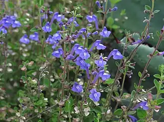 Description de cette image, également commentée ci-après