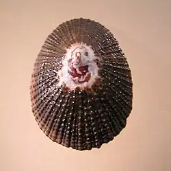 Scutellastra granularis.