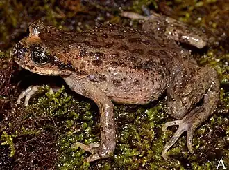 Description de l'image Scutiger_spinosus_adult_female.jpg.