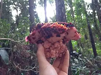 Description de l'image Scybalium fungiforme 132180547.jpg.