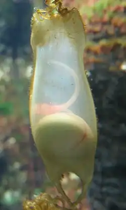 Œuf de petite roussette.