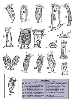 14 espèces de Scyphidia(Kahl 1935)