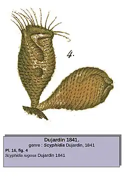 Scyphidia rugosa(Dujardin 1841)