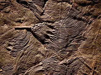 Fossiles deCrinoïdes ( lys de mer ). 416 M. années