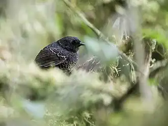 Description de l'image Scytalopus gettyae - Junin Tapaculo - juvenile.jpg.