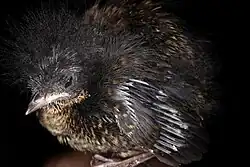 Oisillon au plumage très imparfait, noirâtre mêlé de jaunâtre.