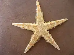 Spécimen séché d’Archaster.