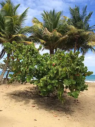 Yabucoa