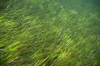 Description de l'image Seagrass Halodule uninervis (5777808662).jpg.