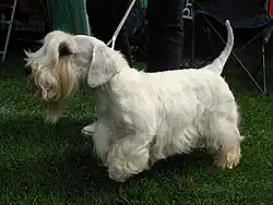 Sealyham terrier.