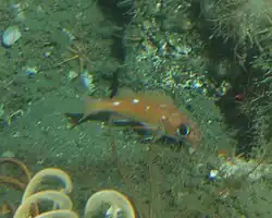 Un Sebaste d'eaux profondes (Sebastes ensifer). Notez les crinoïdes en bas à gauche.