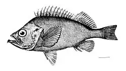 Sébaste orangé (Sebastes marinus, is: Karfi)