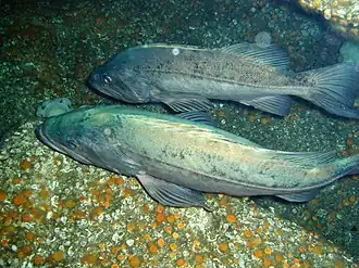 Description de l'image Sebastes paucispinis.jpg.