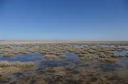Une vaste étendue d'eau transparente de très faible profondeur d'où émerge par touffes de l'herbe.