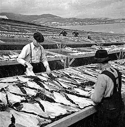 Pêcheurs travaillant au séchage des morues à Rivière-au-Renard en 1943.
