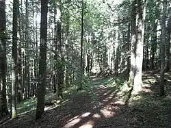 Forêt de Villard, secteur des « Cochettes »