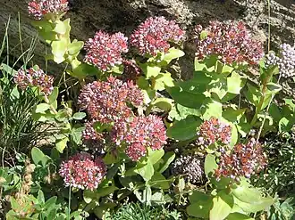 Description de l'image Sedum anacampseros flowers02.jpg.