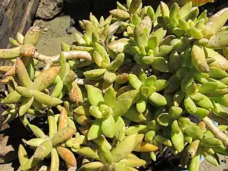 Description de l'image Sedum_nussbaumerianum_Madagascar03.jpg.