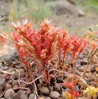 Description de l'image Sedum rubens kz3.JPG.