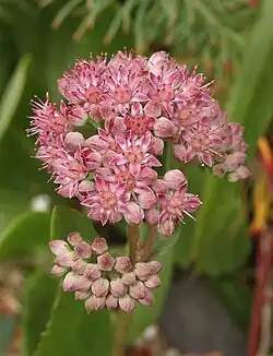 Plante verte à fleurs roseâtre.