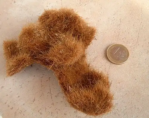 Égagropile incomplètement formé à partir d'un morceau de rhizome et de fibres de posidonies ou en voie de désintégration (pièce d'1 € pour l'échelle).