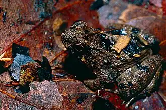 Description de l'image Seep Frog (Occidozyga baluensis) (14392693408).jpg.