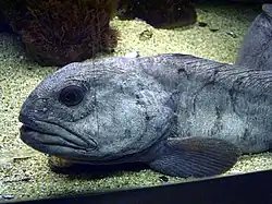 Détail de la tête.